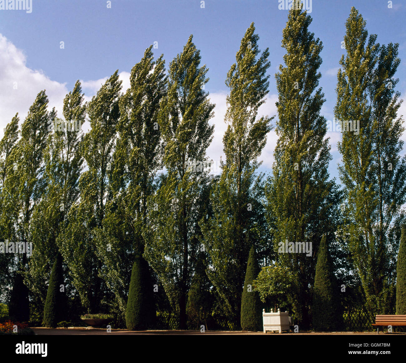 Populus nigra - `Italica' Lombardy Poplar   TRS027685 Stock Photo